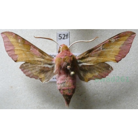 Deilephila porcellus (Linnaeus, 1758) Zmrocznik pazik Czech52f